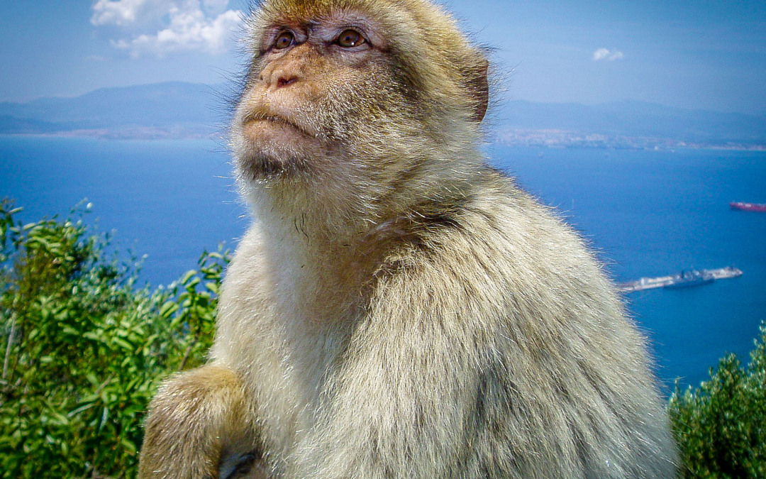 Picture of the Week – A Monkey atop the Rock of Gibraltar