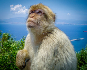 a monkey standing on a hill