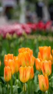 a group of orange tulips