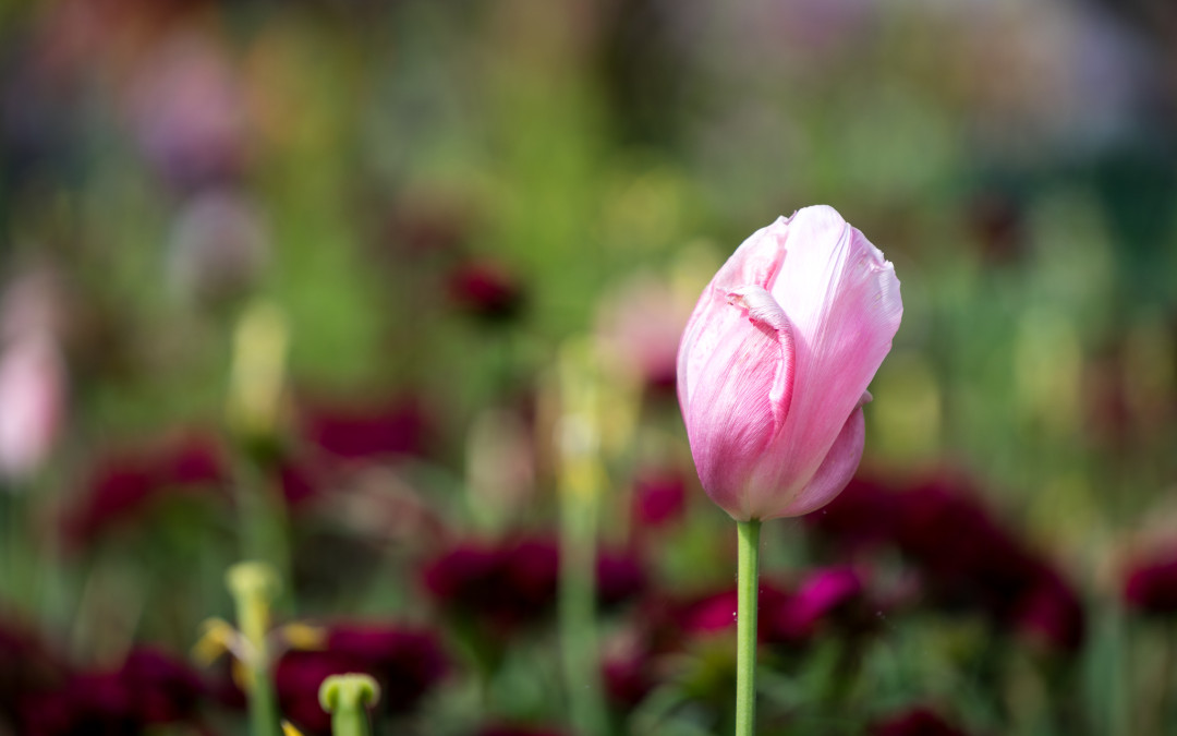 Picture of the Week: Dallas Arboretum