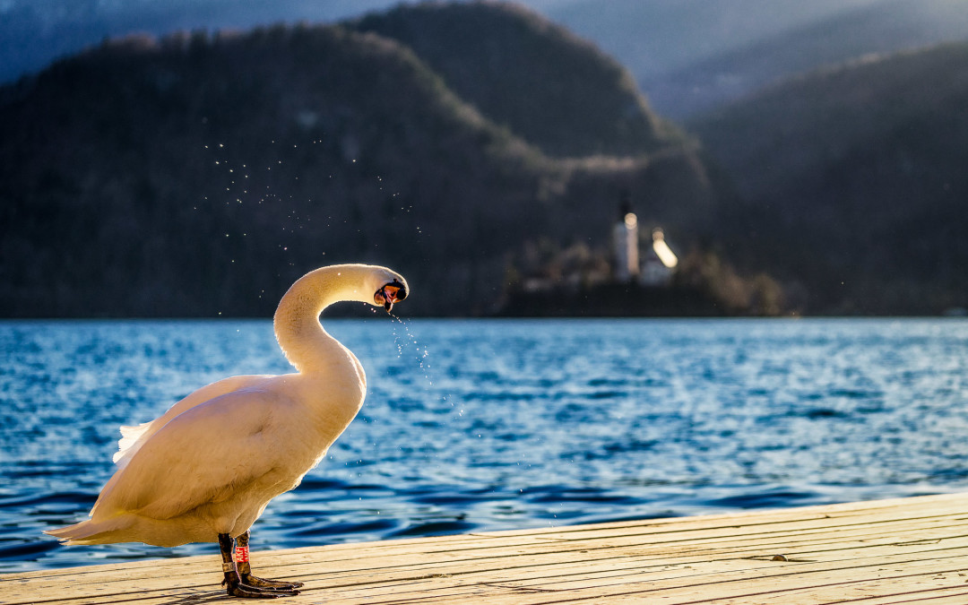 Bled, Slovenia: Andy’s Destination of the Year