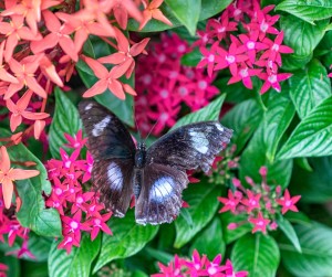 singapore changi airport butterfly garden