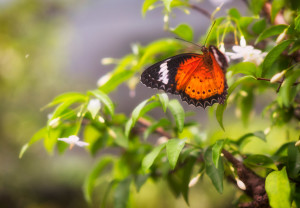 a butterfly on a branch