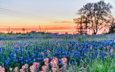 Picture of the Week: Texas Bluebonnets