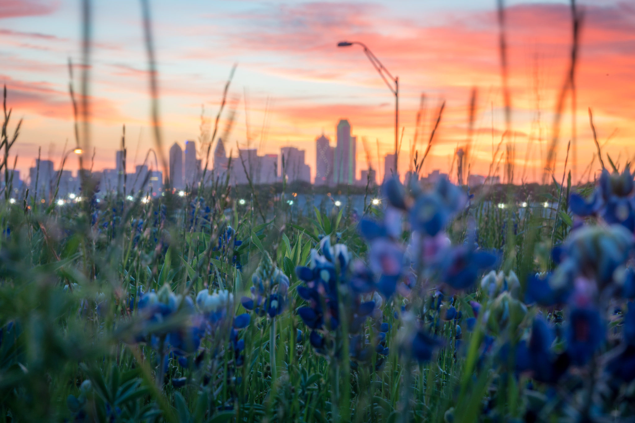 Dallas Texas Bluebonnets Andy s Travel Blog