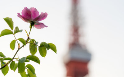 Picture of the Week: Tokyo Flowers