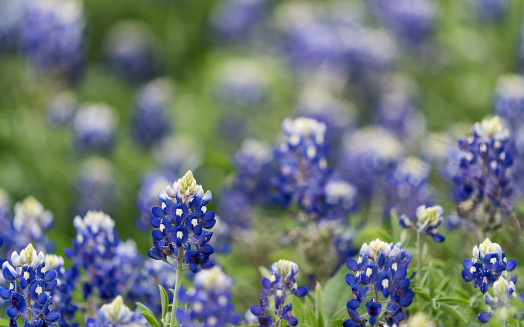 5 Pictures: Stormy Spring and Texas Bluebonnets