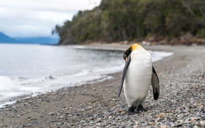 Picture of the Week: Patagonia Penguin