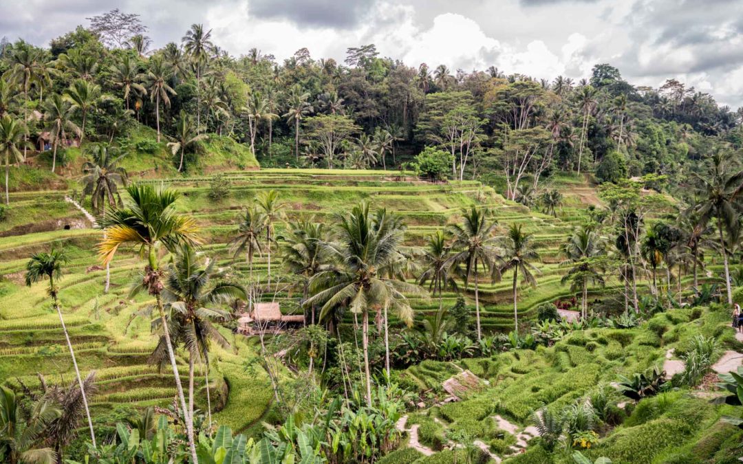 Picture of the Week: Tegalalang Rice Terraces in Bali