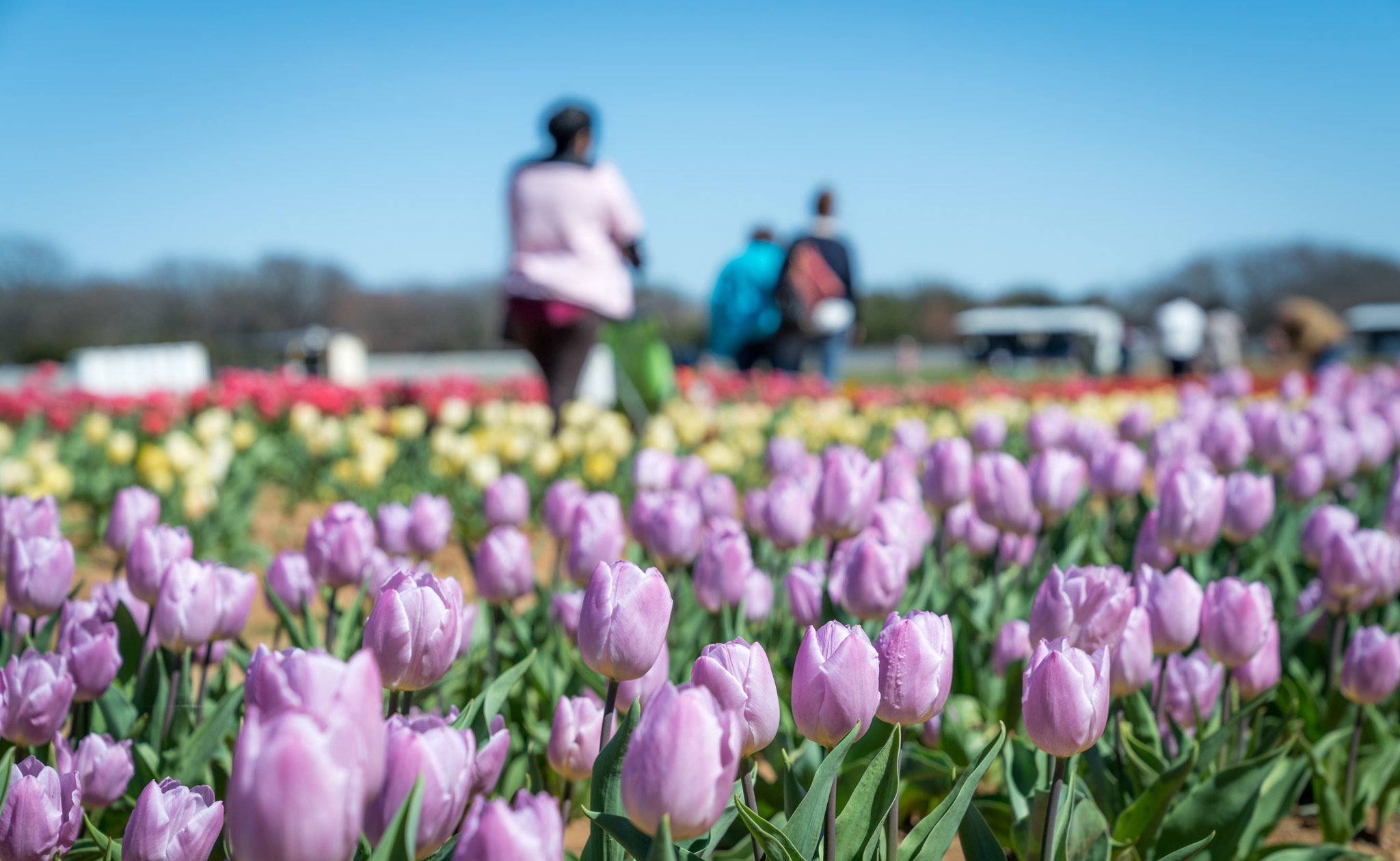 texas tulips12 Andy's Travel Blog