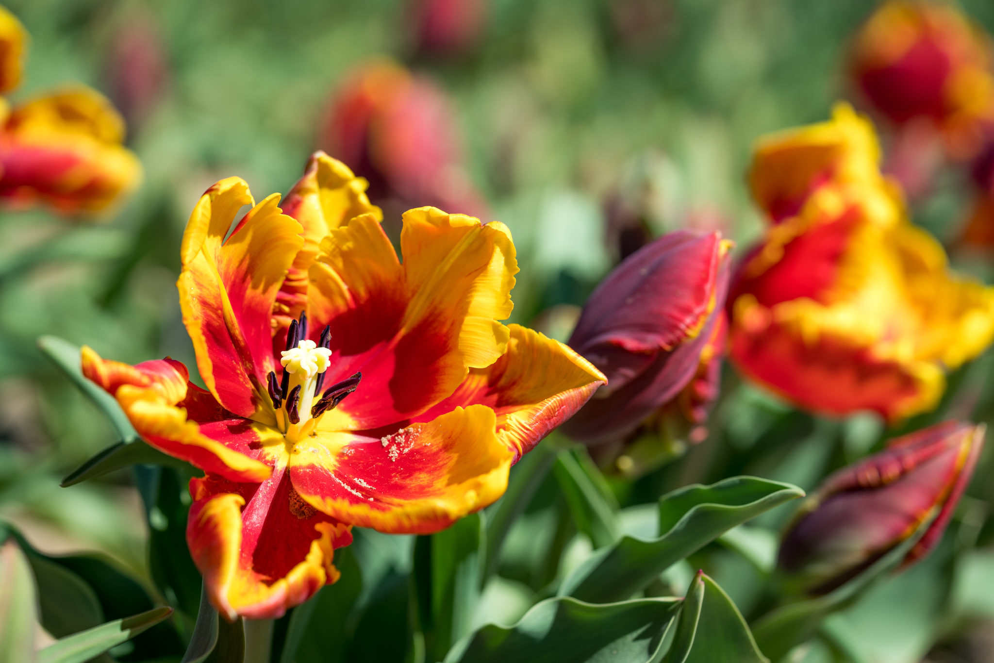 texas tulips21 Andy's Travel Blog