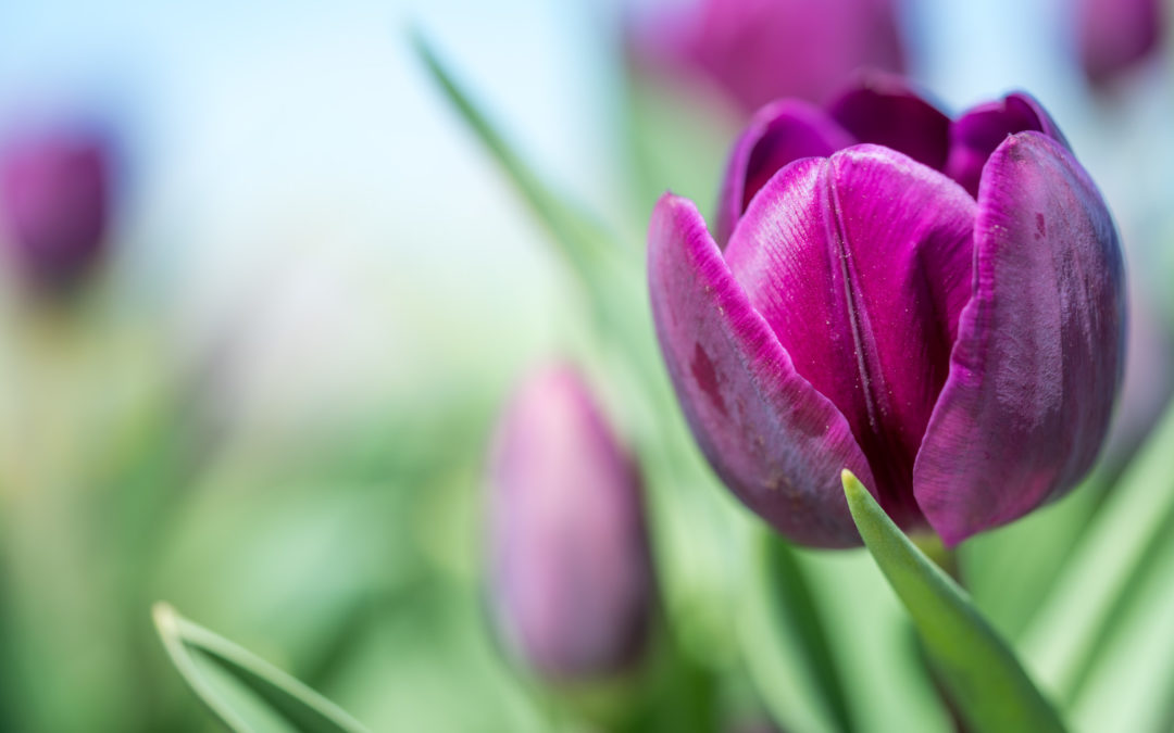 Don’t want to wait for the tulips in Amsterdam?  I found a place near Dallas that has plenty!