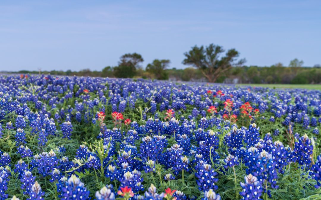 Picture of the Week: Texas Bluebonnets