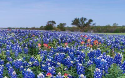 Picture of the Week: Texas Bluebonnets