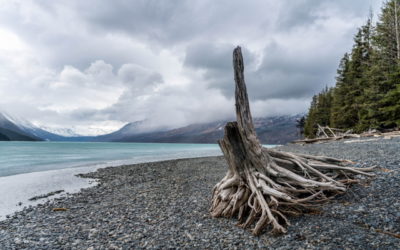Picture of the Week: Alaskan Driftwood