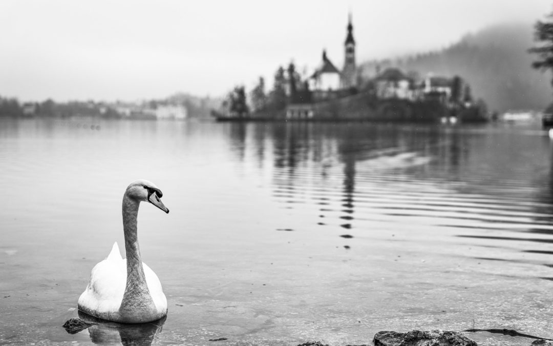 Picture of the Week: Lake Bled Swan (in black and white!)