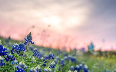 Picture of the Week: It’s Bluebonnet Time in Texas