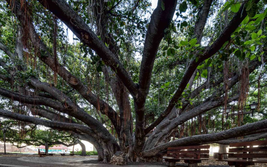 The largest tree in the USA is in…Hawaii?