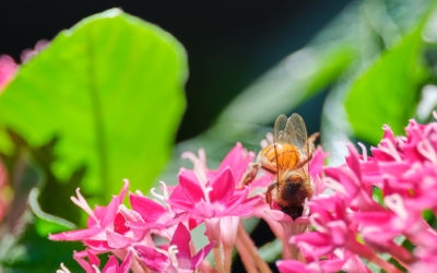 Picture of the Week: the incredible resolution of the Fuji GFX100 and, also, a bee