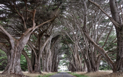 Picture of the Week: Cypress Tree Tunnel