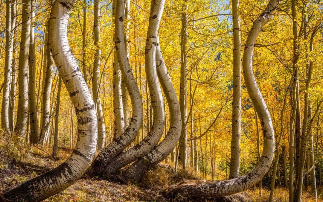 Finding the Amazing Curved Aspens in Colorado after Three Years of Searching