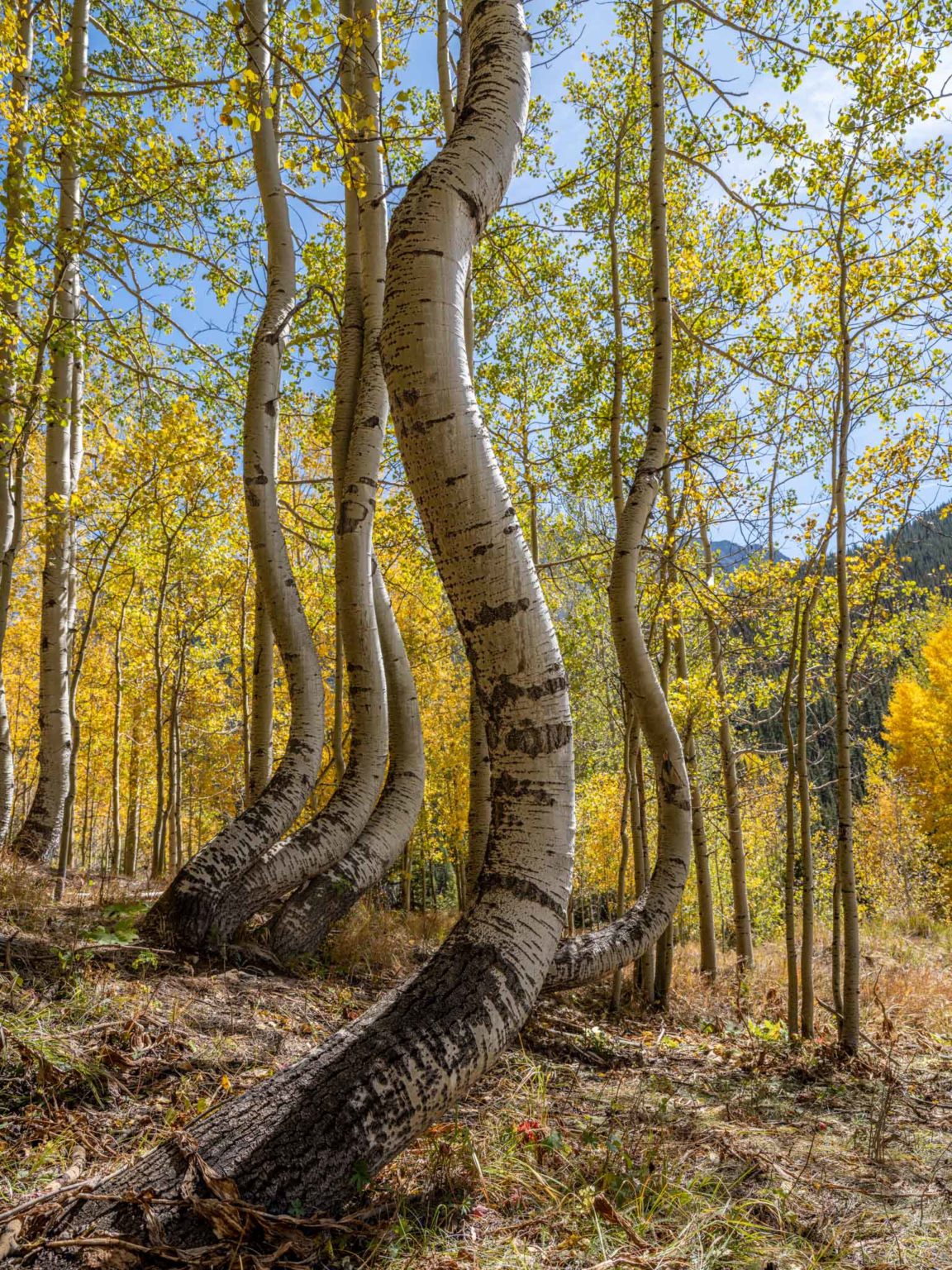 Finding the Amazing Curved Aspens in Colorado after Three Years of