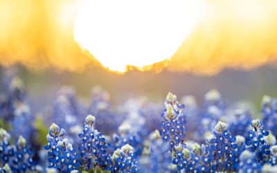 Pictures of the Week: Texas Bluebonnets at Sunrise