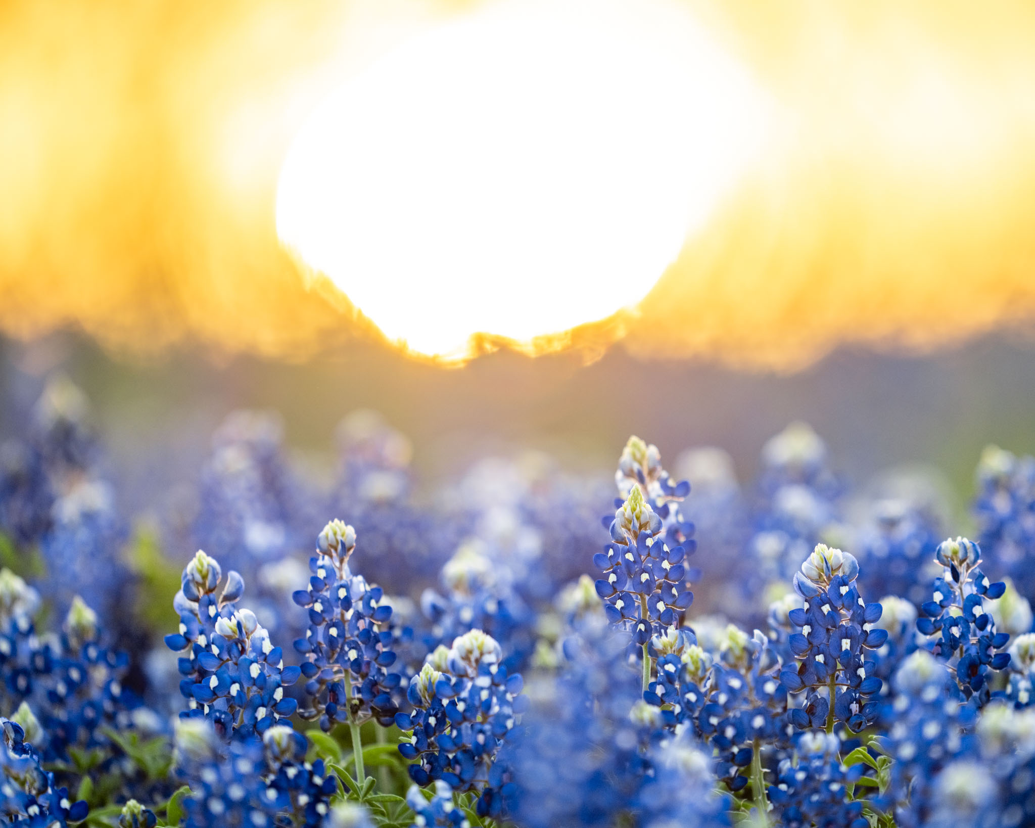 a field of blue flowers with the sun in the background