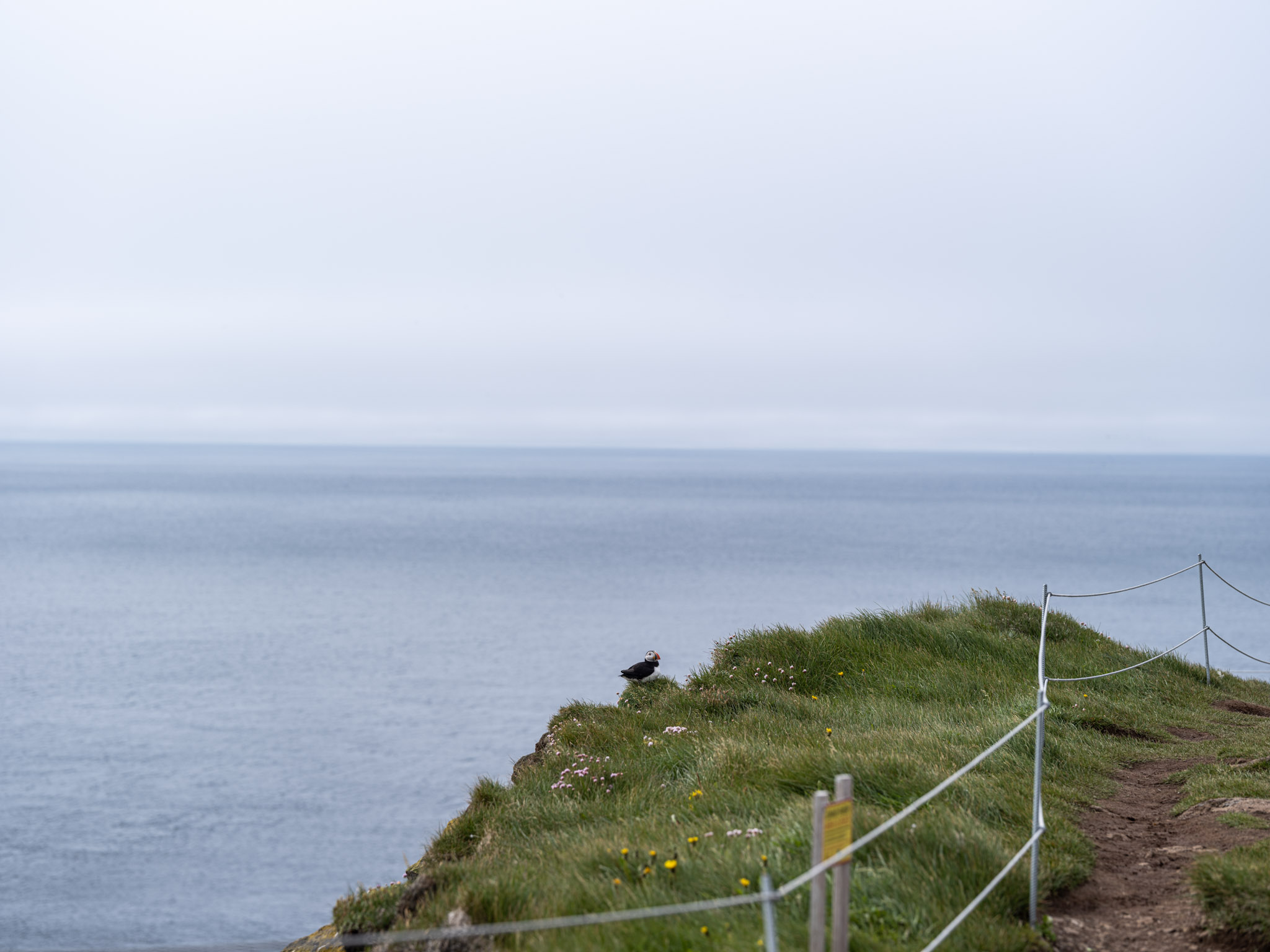 a bird on a cliff overlooking the ocean
