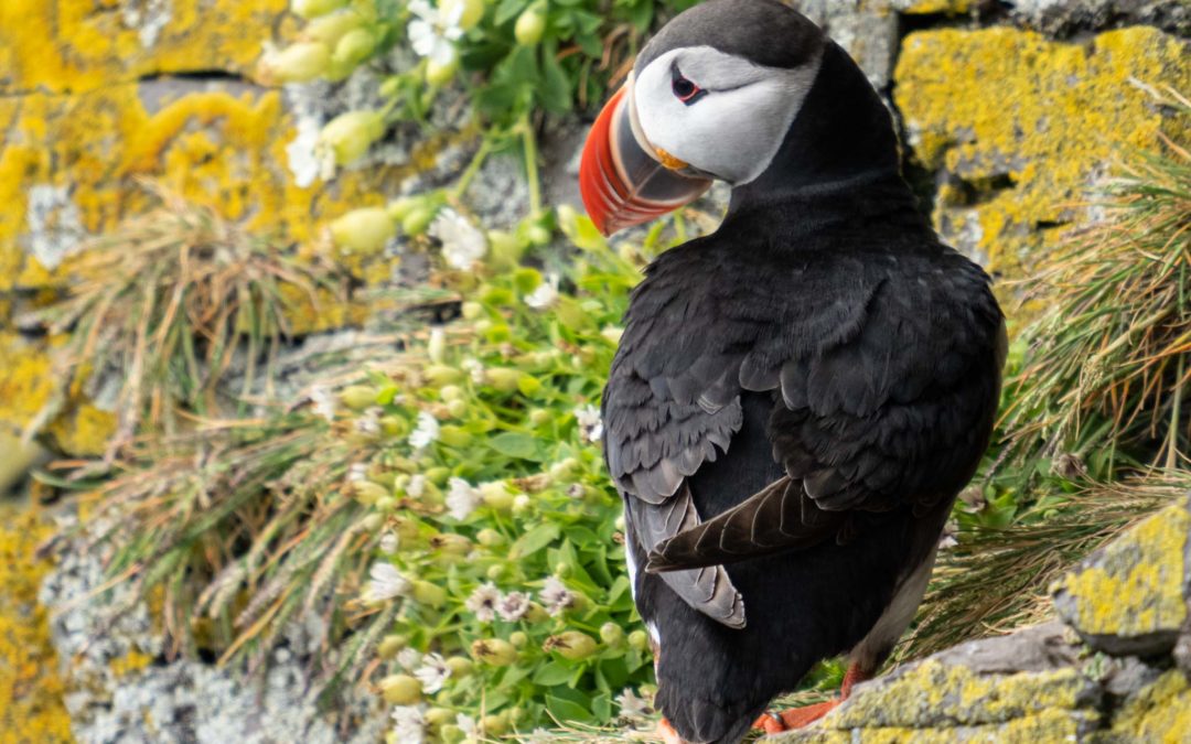 Best Day Ever: Photographing Puffins in Iceland’s Westfjords