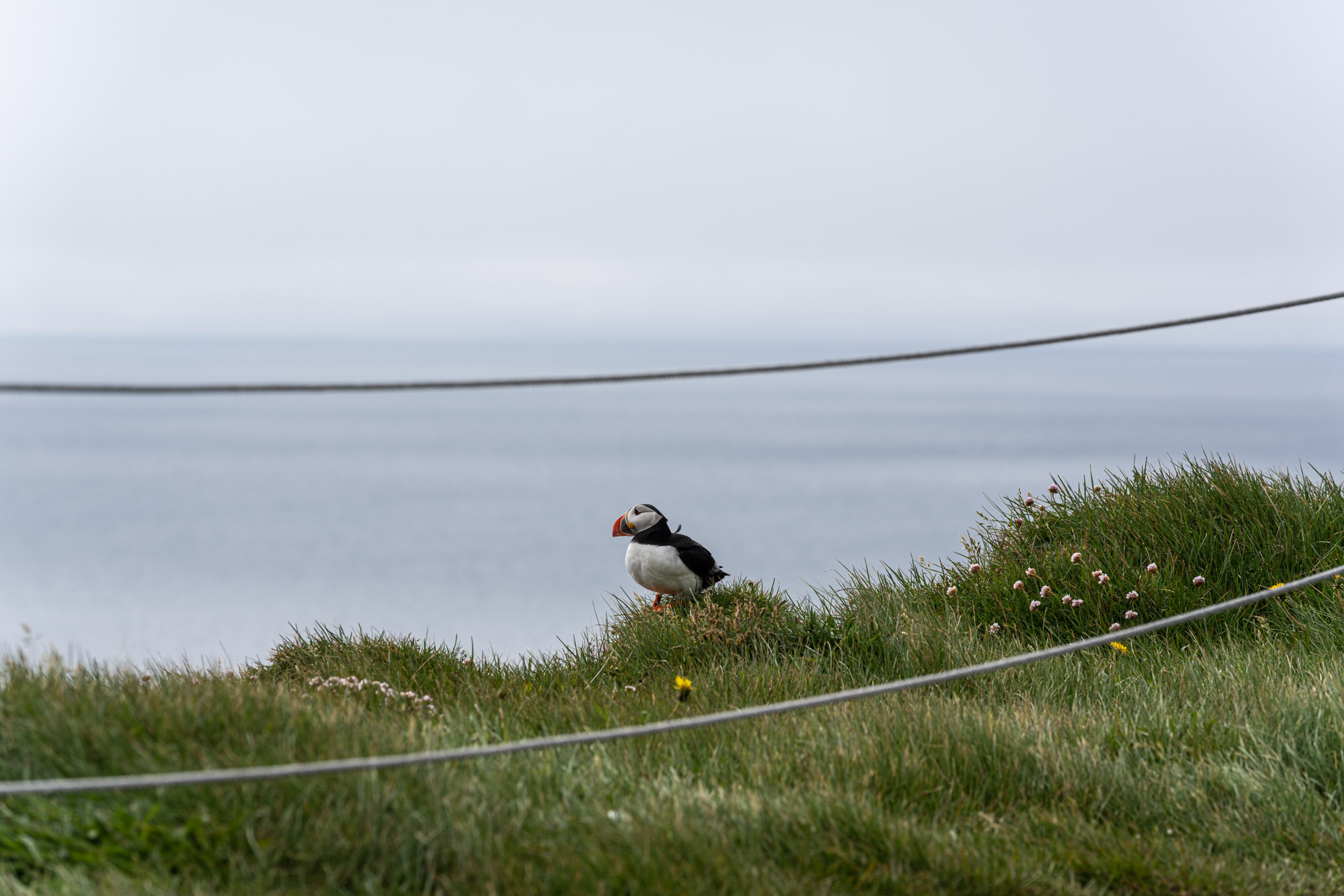 a bird standing on grass by a wire
