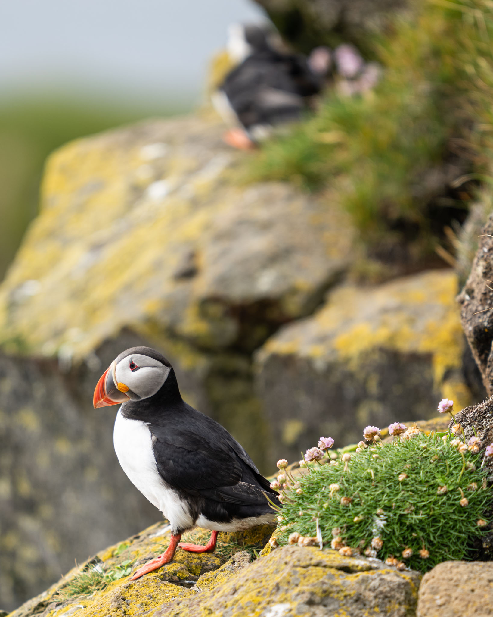 a puffin standing on a rock