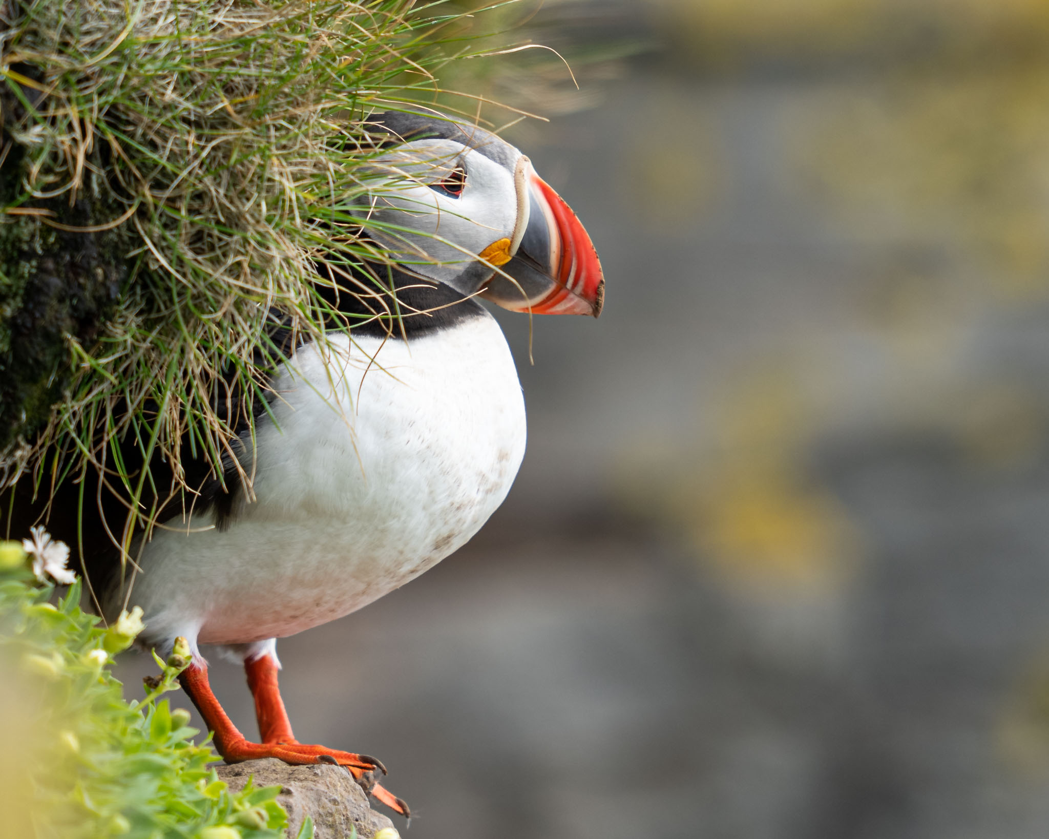 a puffin with a red beak and a green beak
