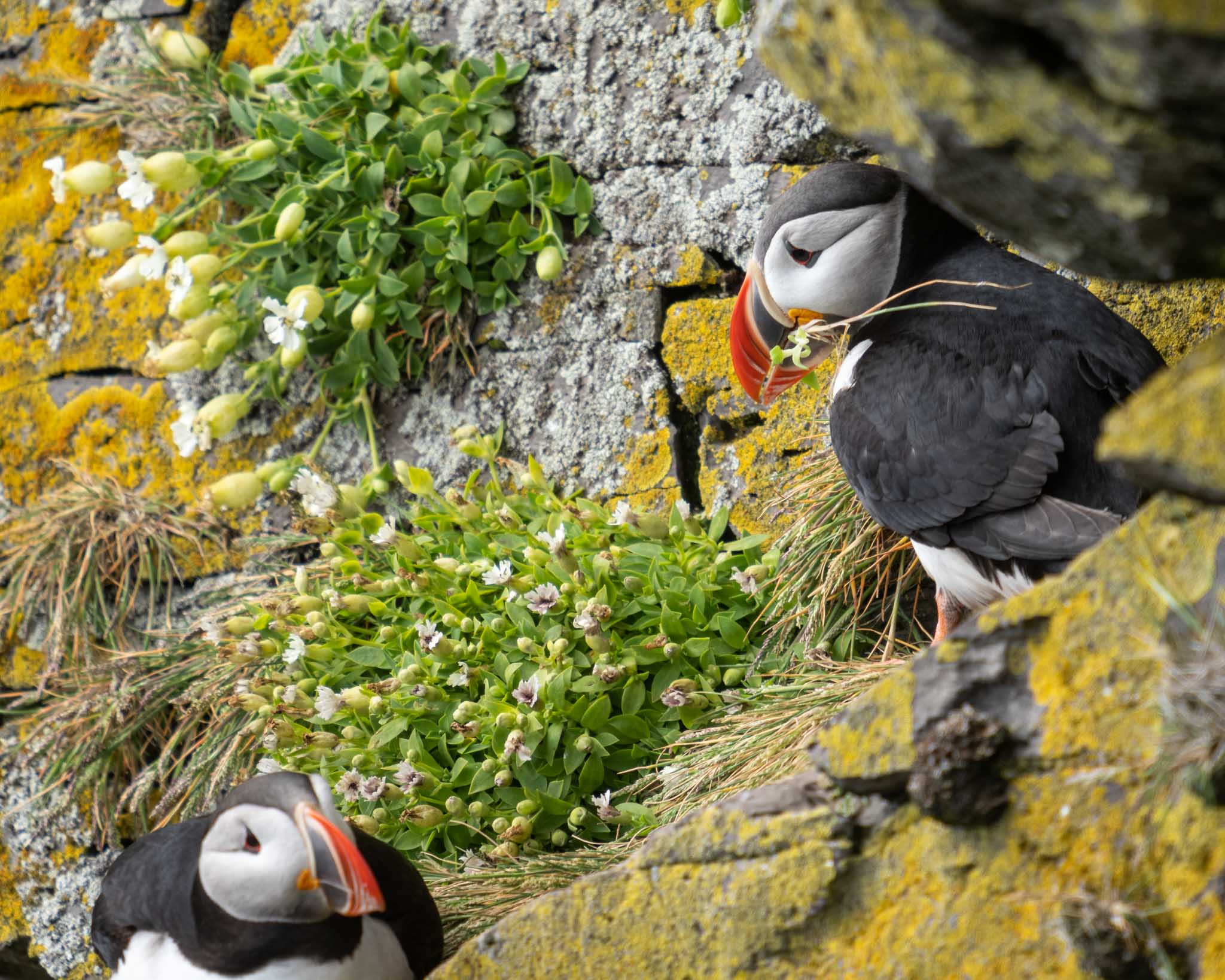a group of birds sitting on rocks