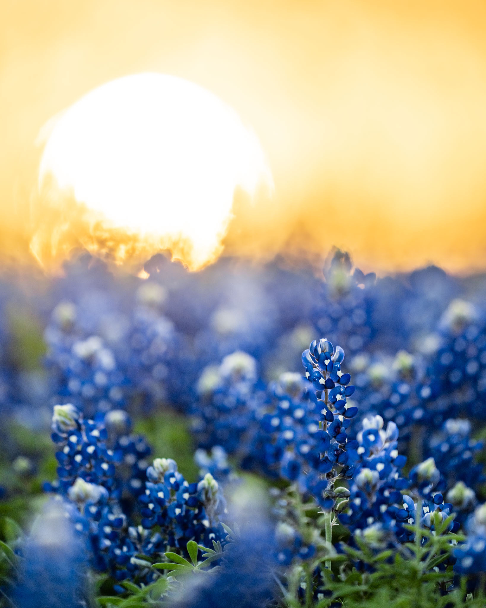 a field of blue flowers with the sun in the background