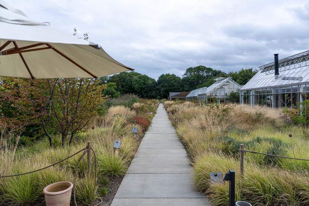 a walkway with a white umbrella and tall grass