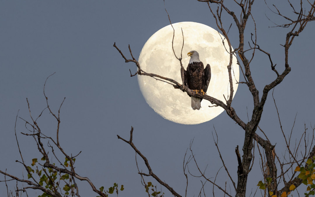 How I Took My Viral Bald Eagle Moon Picture