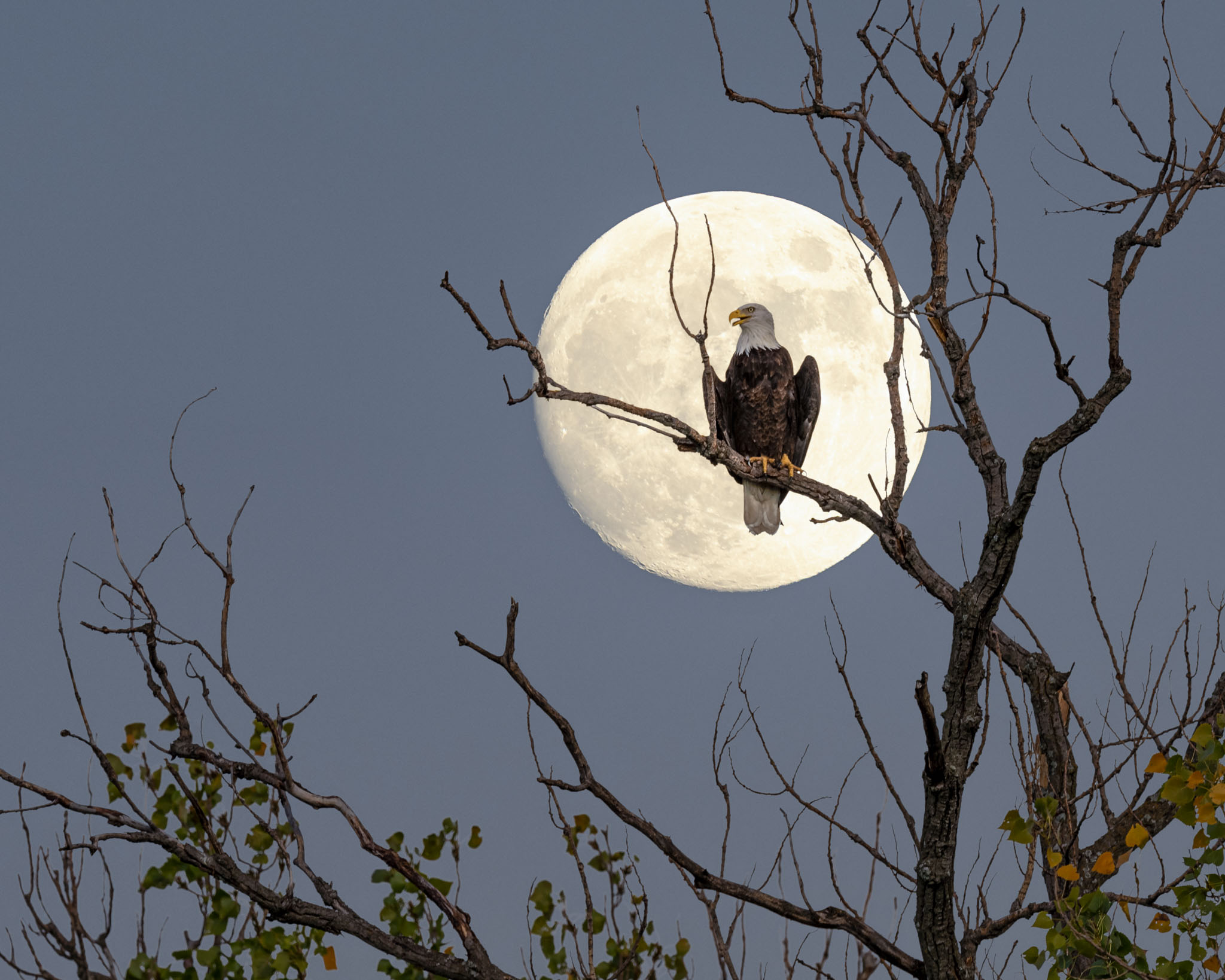 a bald eagle perched on a tree branch with the moon in the background