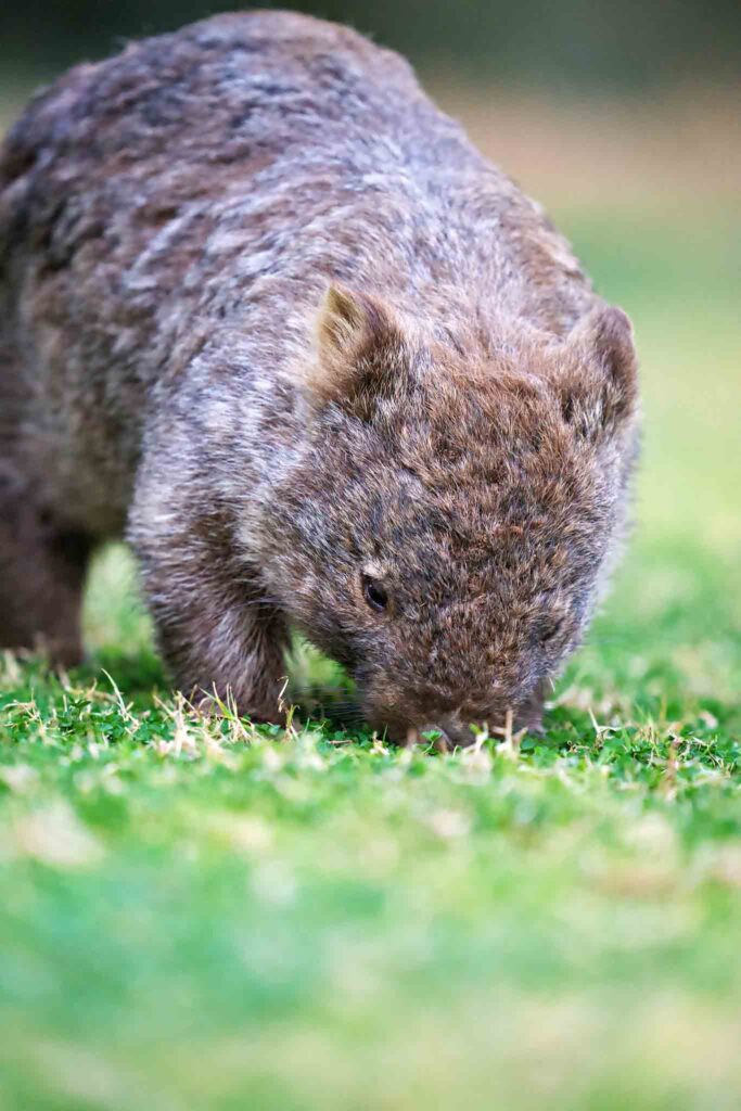 a small furry animal on grass