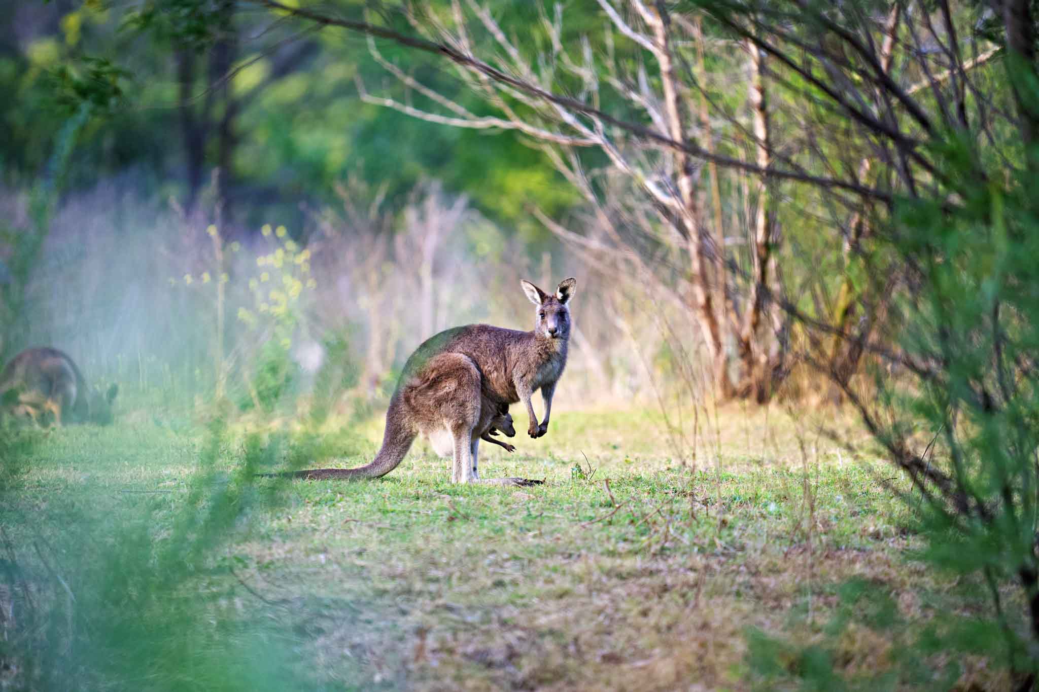a kangaroo in a field