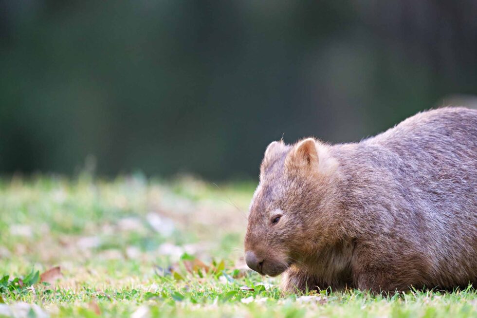 wombat kangaroo valley-4 - Andy's Travel Blog