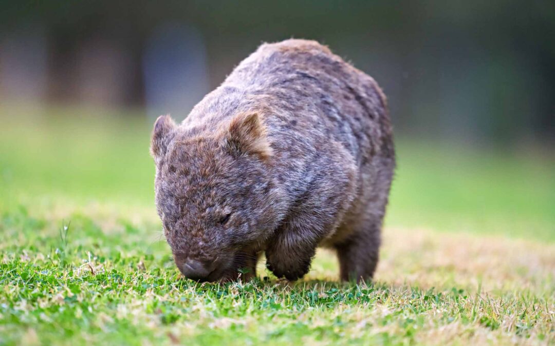 A Road Trip to Meet the Wombats in Kangaroo Valley, Australia