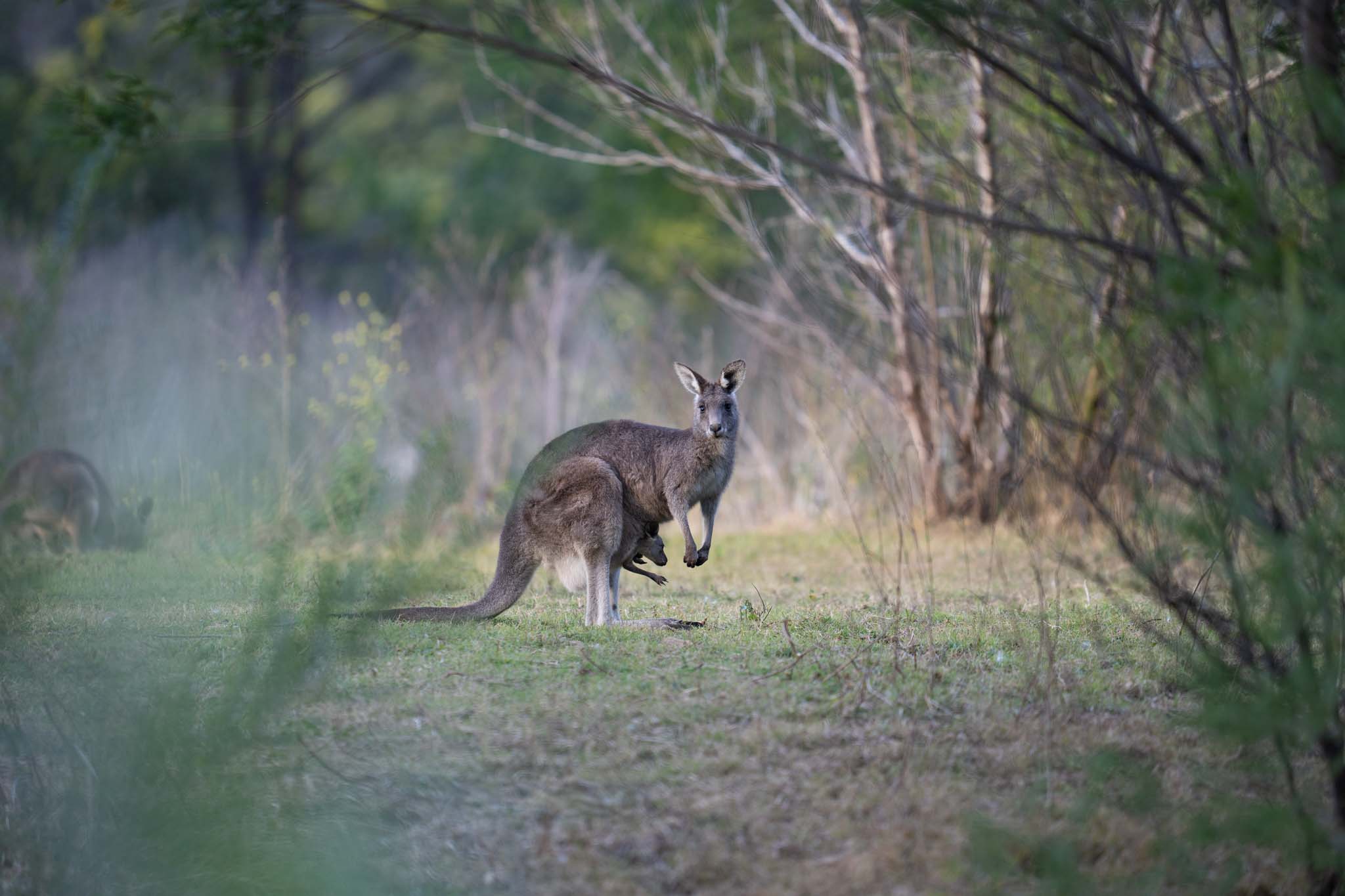 a kangaroo in a field