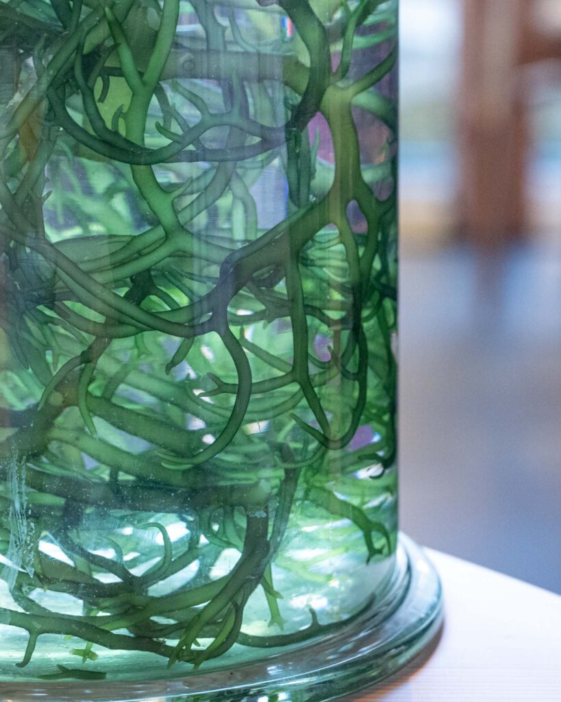 a glass jar with green stems inside