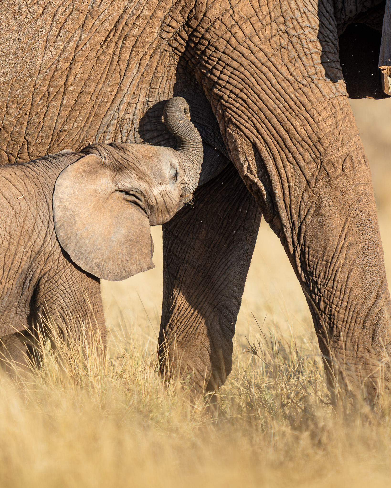 a baby elephant nursing on a large elephant