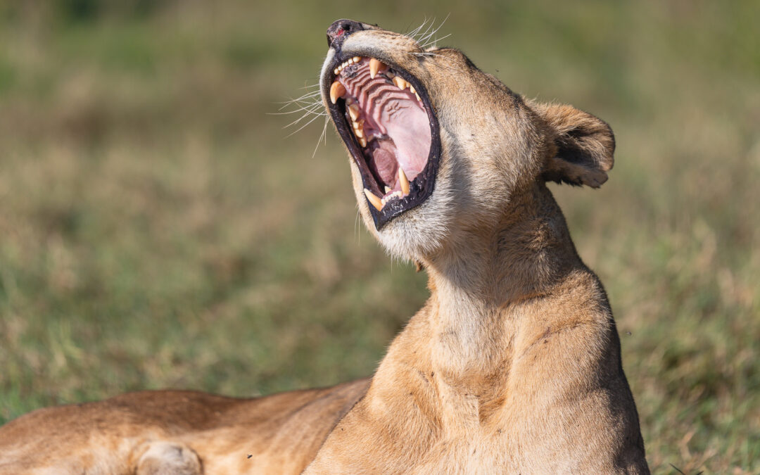 My First African Safari, Part IV: The Courageous Lions