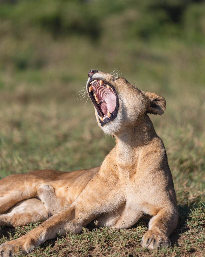 a lion lying on grass with its mouth open