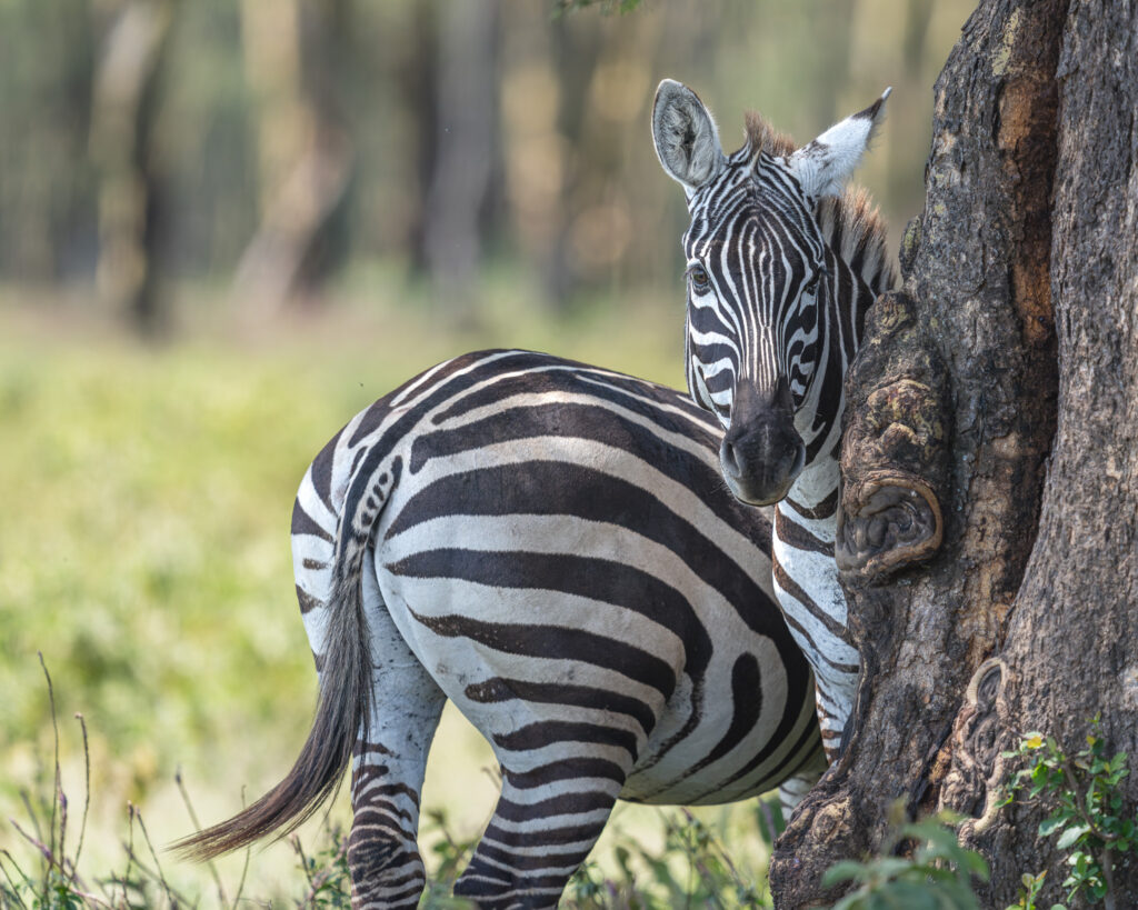 a zebra standing next to a tree