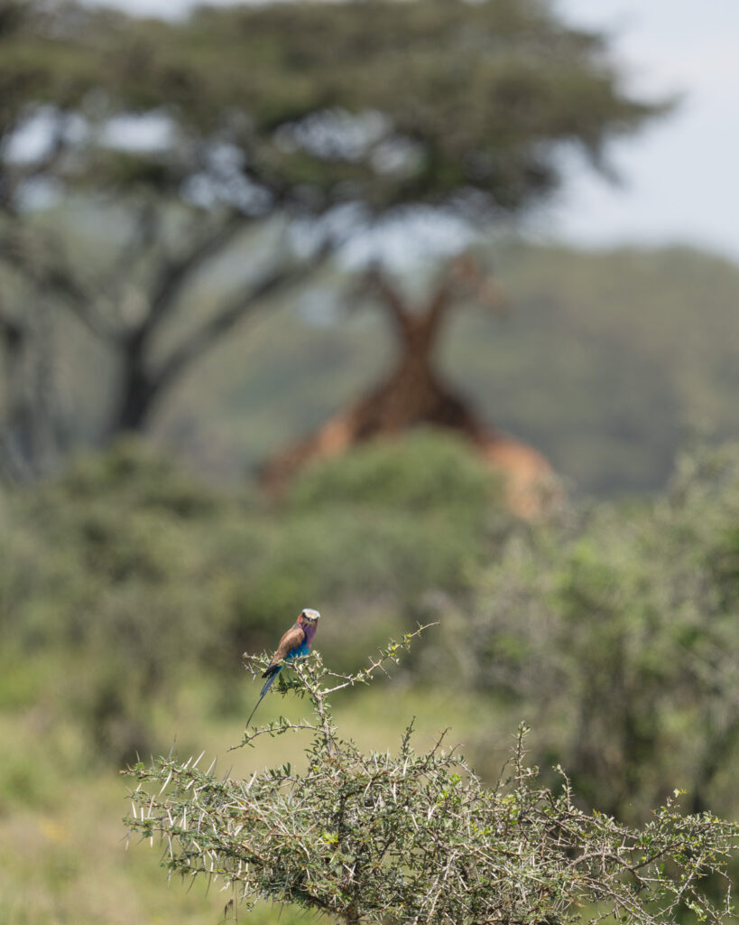 a bird sitting on a branch