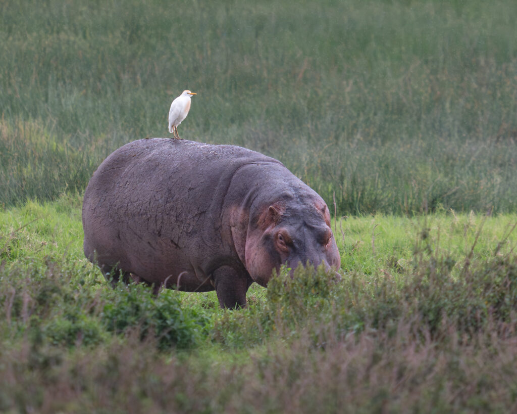 a bird on top of a hippo